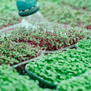 microgreens-guida-completa