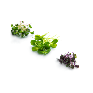 coltivazione-microgreens