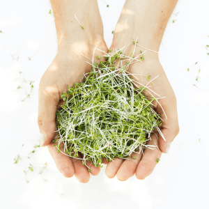 come-coltivare-microgreens