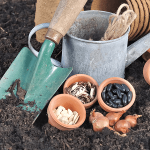 Cosa piantare a novembre