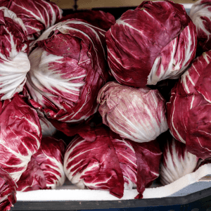 Guida coltivazione radicchio