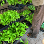 Cicoria da taglio guida alla coltivazione