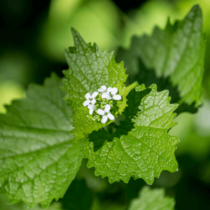 Colture alleate come respingere gli elateridi naturalmente