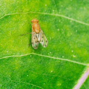 Conclusione combattere la Drosophila si può, ma serve costanza