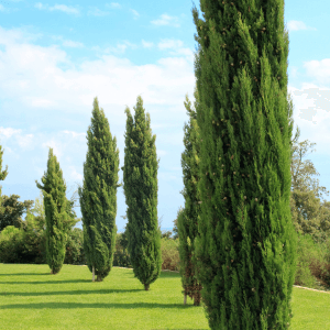 Conclusione custodire i cipressi con consapevolezza