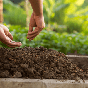 Conclusione nella semina di primavera si nasconde il futuro del tuo orto