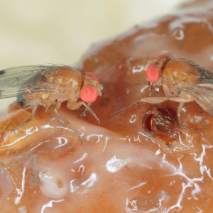Dalle trappole alle sostanze naturali, strategie concrete contro la Drosophila
