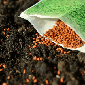 FAQ sulla semina di primavera