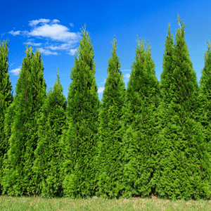 FAQ tutto quello che ti chiedi sul cancro del cipresso