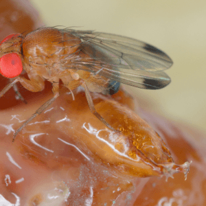 FAQ – Le domande che mi fanno più spesso sulla Drosophila suzukii