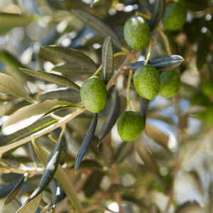 Gli antagonisti naturali piccoli alleati da proteggere