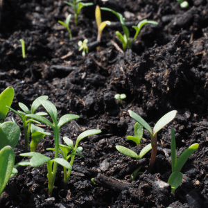 La semina di primavera come atto strategico