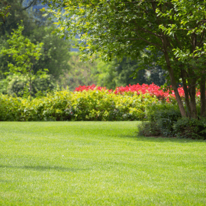 Le colture che beneficiano del litotamnio più forti, sane e produttive