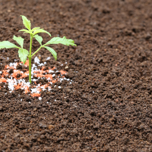 Pre-semina creare una base fertile