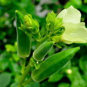 Raccolta dell'okra quando e come farlo per non compromettere la qualità