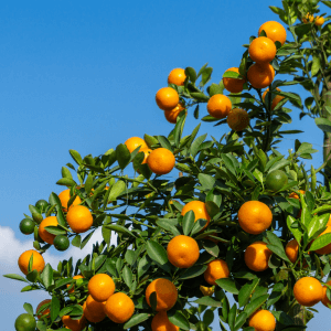 Rimedi naturali che funzionano davvero esperienza diretta