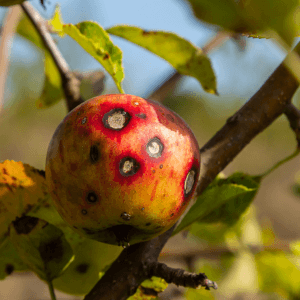 Trattamenti naturali e biologici per gestire la ticchiolatura