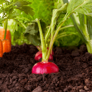 Agricoltura naturale e gestione integrata la vera soluzione