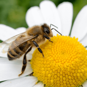 Benefici collaterali della lotta biologica più fiori, più api, più vita