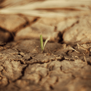 Buone pratiche agricole per prevenire la Xylella
