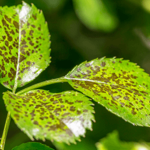 Come riconoscere la maculatura angolare sintomi e segnali