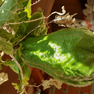 Come sostenere il chayote