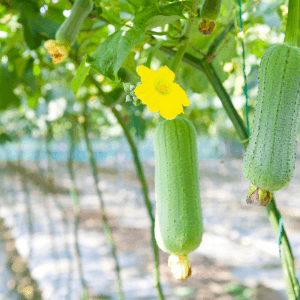 Conclusione la luffa, simbolo di un orto sostenibile