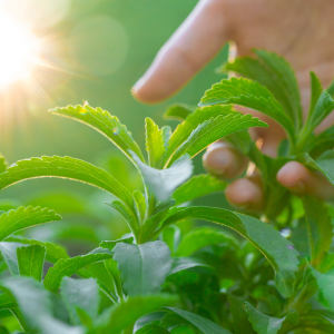 Essiccazione della stevia una fase cruciale per conservarla al meglio