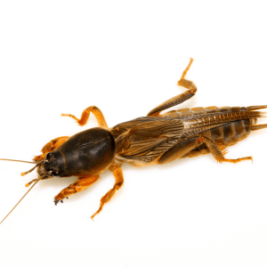I nematodi entomopatogeni un’arma biologica efficace