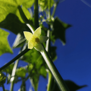 Il terreno ideale per il chayote