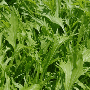 Il terreno perfetto per la mizuna