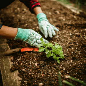 Le consociazioni vegetali profumi utili contro gli insetti