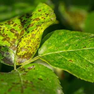 Le piante più colpite attenzione soprattutto alle cucurbitacee