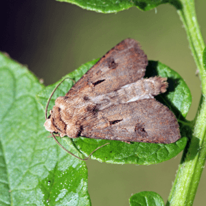 Le specie di nottue più diffuse negli orti italiani