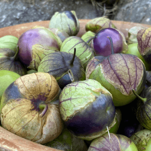 Le varietà più comuni di tomatillo verde, viola e ibride
