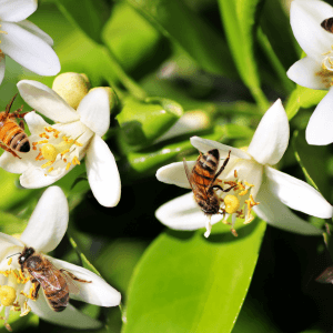 Malattie delle piante più pericolose per le api (esempi pratici)