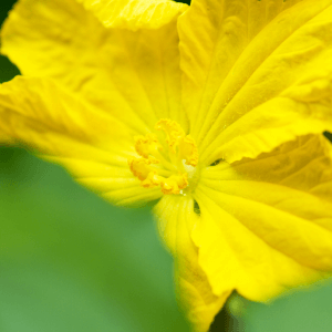 Malattie e parassiti come difendere la luffa in modo naturale