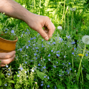 Perché colpisce di più negli orti naturali