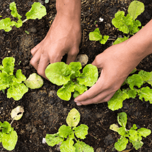 Potature, scacchiature e sostegni guidare la crescita