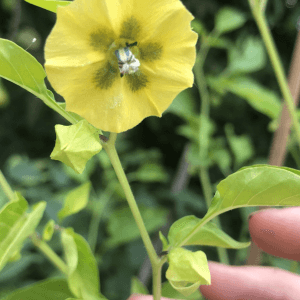 Quando e come seminare il tomatillo