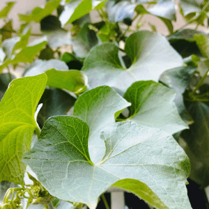 Raccolta e conservazione del chayote