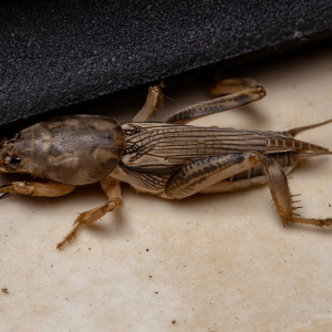 Rimedi naturali infusi, polveri e oli essenziali