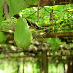 Vantaggi della coltivazione del chayote nell’orto naturale