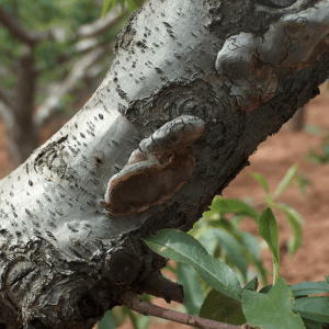 cancro del legno piante fruttifere