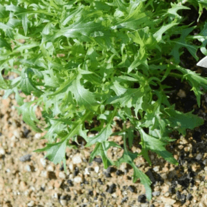 coltivare brassica mizuna orto