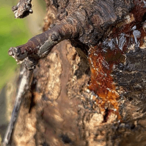 gommosi alberi da frutto rimedi