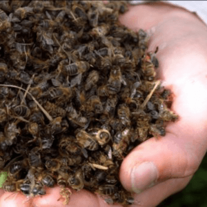 impatto pesticidi su api
