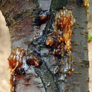 mastice naturale per tagli