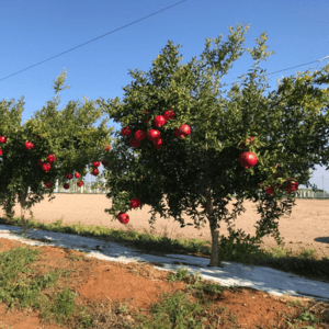 potatura melograno inverno
