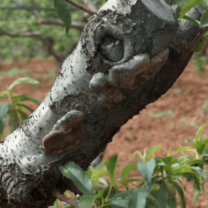 potatura sicura prevenzione funghi